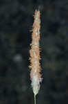 Meadow foxtail